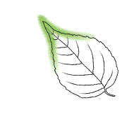 Leaf tapered toward point at tip