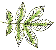 Most leaves with 7 – 11 leaflets