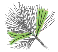 Needles slender, dark yellow-green, 3 to 5 inches long; both 2-needle and 3-needle clusters on same branch