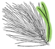 Needles thick, dark green, 4 to 6 inches long; only 2 needles in a cluster