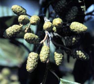 Smooth Alder
