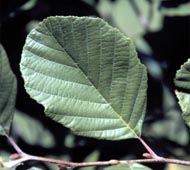 Smooth Alder