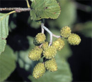 Speckled Alder