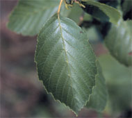 Speckled Alder