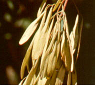 Green Ash