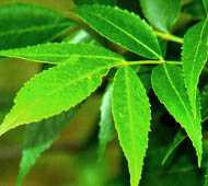 Green Ash