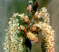 Bigtooth Aspen