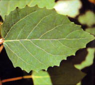 Bigtooth Aspen