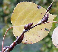 Quaking Aspen