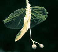 Basswood