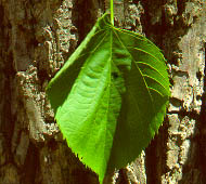 Basswood