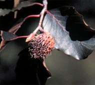 Copper Beech