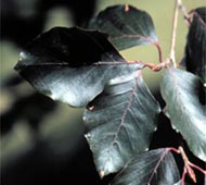Copper Beech