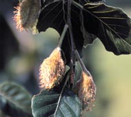 Weeping Beech