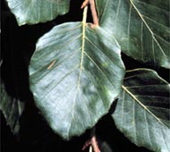 Weeping Beech