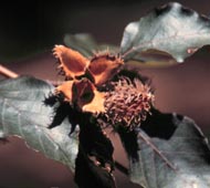 Weeping Purple Beech