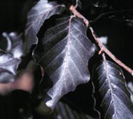 Weeping Purple Beech