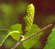 Black Birch (Sweet Birch, Cherry Birch)