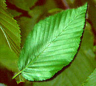 Black Birch (Sweet Birch, Cherry Birch)
