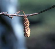 Paper Birch