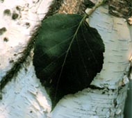 Paper Birch