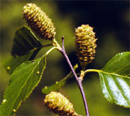 River Birch