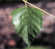 River Birch