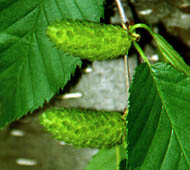 Yellow Birch