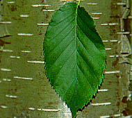Yellow Birch