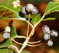 Blackgum (Black Tupelo, Sour Gum)
