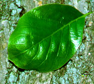 Blackgum (Black Tupelo, Sour Gum)