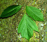 Boxelder  (Ash-Leafed Maple)