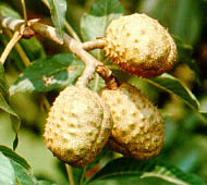 Ohio Buckeye