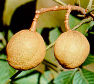 Yellow Buckeye (Sweet Buckeye)