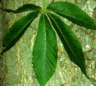 Yellow Buckeye (Sweet Buckeye)