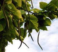 Northern Catalpa