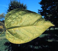 Northern Catalpa