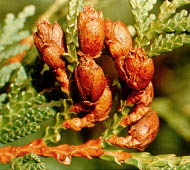 Northern White Cedar