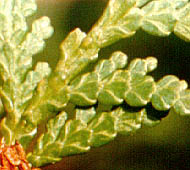 Northern White Cedar