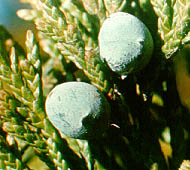Red Cedar, Eastern Red Cedar