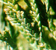 Red Cedar, Eastern Red Cedar