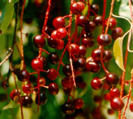Black Cherry