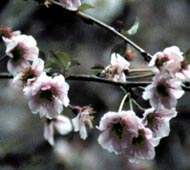Flowering Cherry
