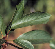 Sweet Cherry (Mazzard Cherry, European Cherry)