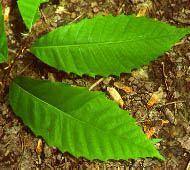 Chestnut