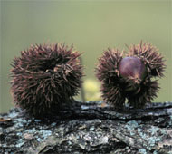 Chinese Chestnut