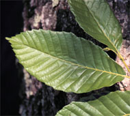 Chinese Chestnut