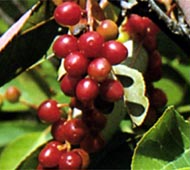 Common Chokecherry