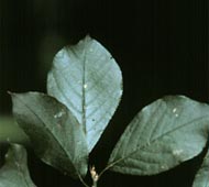 Common Chokecherry