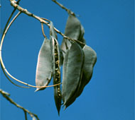 Kentucky Coffeetree